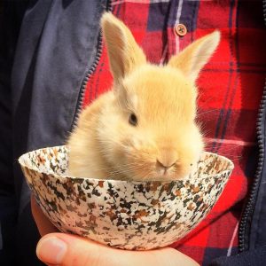 PlasticBowlBunny